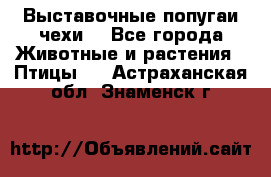 Выставочные попугаи чехи  - Все города Животные и растения » Птицы   . Астраханская обл.,Знаменск г.